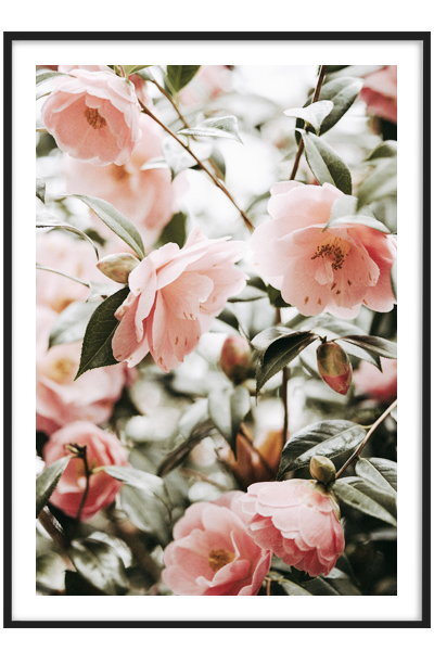 Постер Цветение