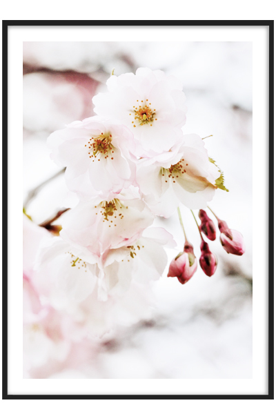 Постер Вишня в цвету