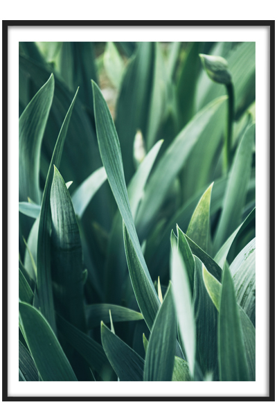 Постер Бутон Тюльпана