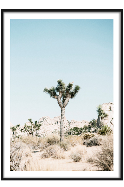 Постер Дерево. Калифорния