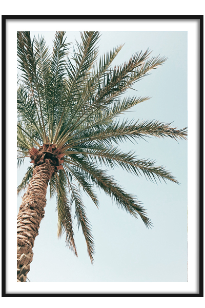 Постер Пальма