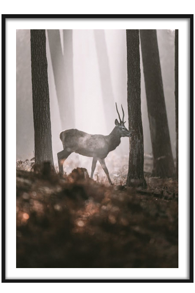 Постер Косуля в лесу