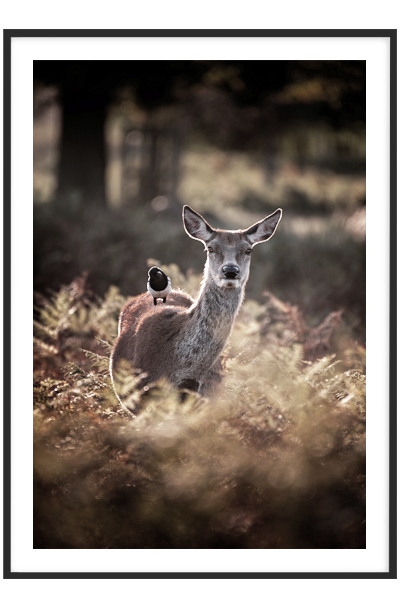 Постер Олень и птица