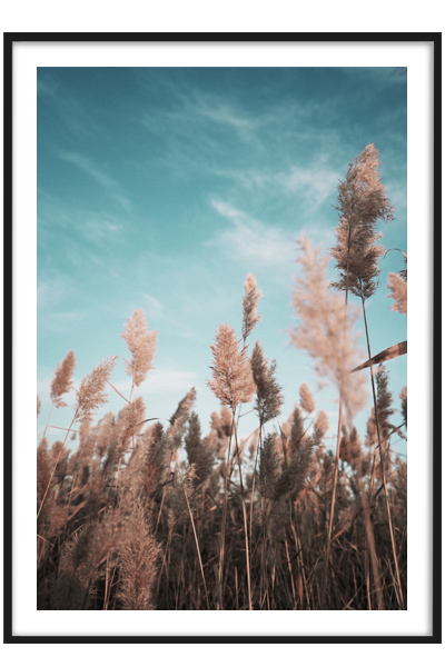 Постер Колосья под небом