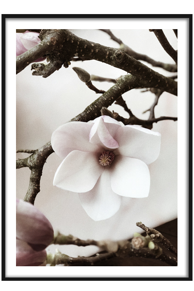 Постер Цветение магнолии