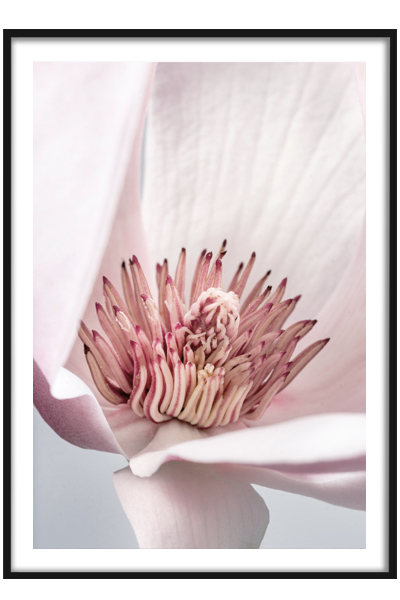 Постер Розовый цветок