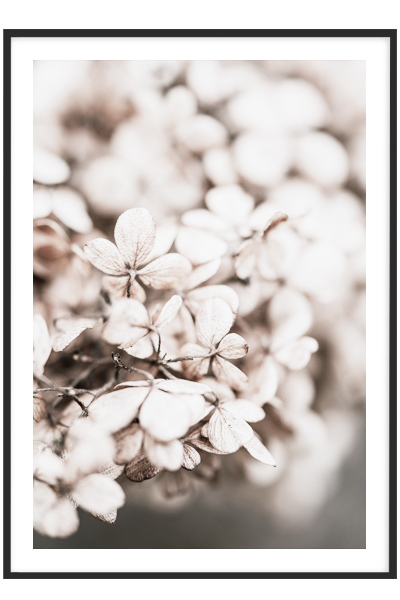 Постер Сухоцветы