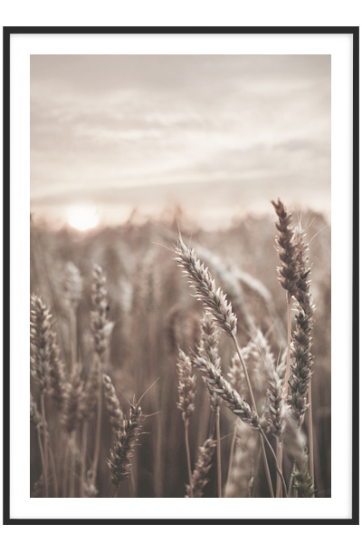 Постер Колосья на закате