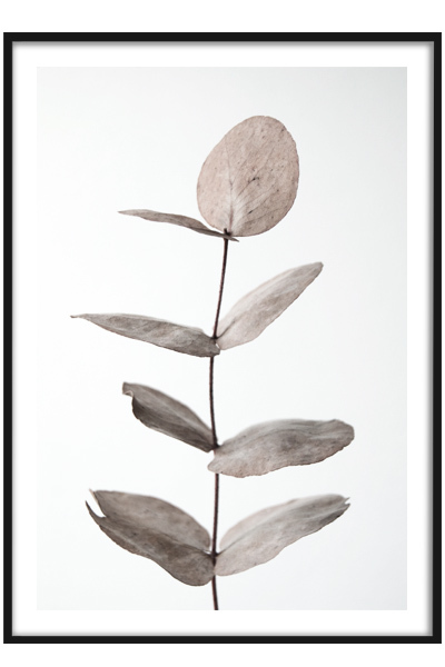 Постер Веточка сухоцвета №2