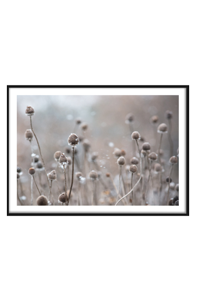 Постер Сухие цветы в поле