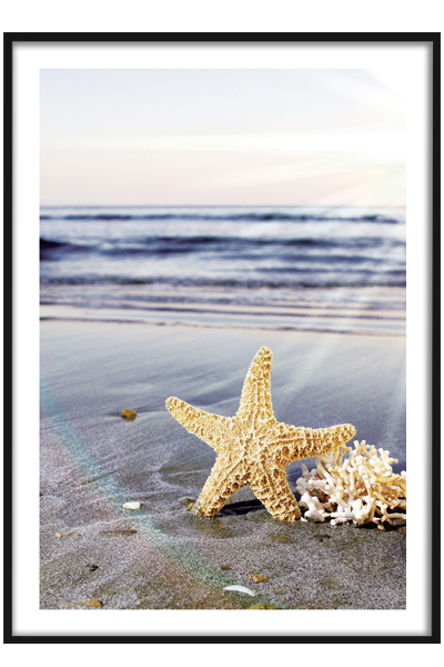 Постер  Морская звезда