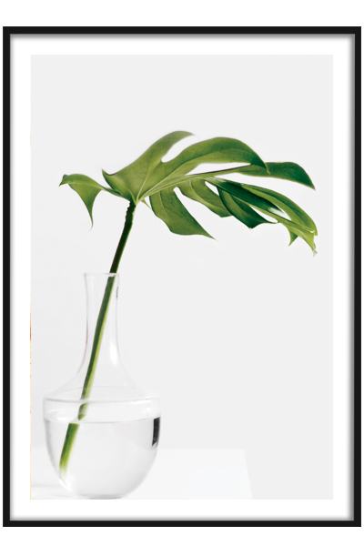 Постер  Лист монстеры в вазе