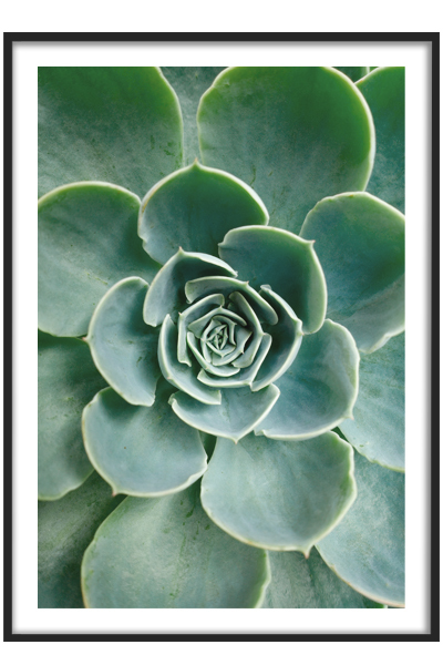 Постер Суккулент