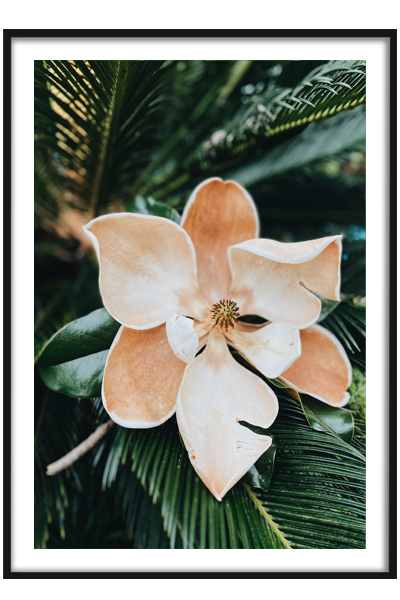 Постер Тропический цветок