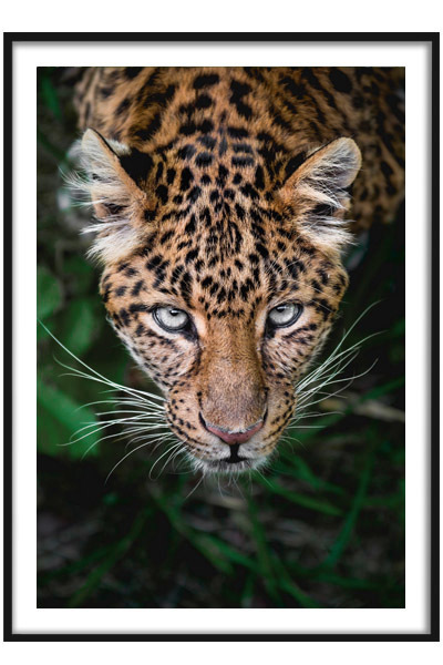 Постер Леопард