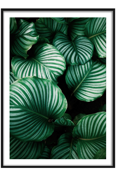 Постер Тропические пальмовые листья