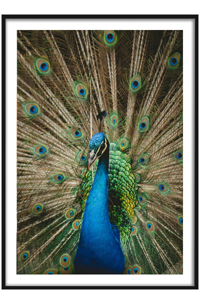 Постер Павлин