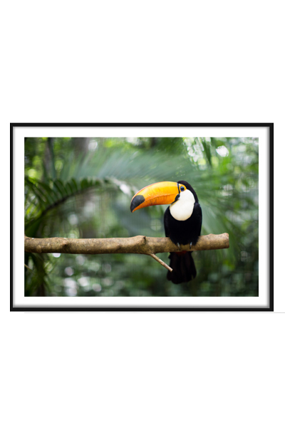 Постер Тропическая птица