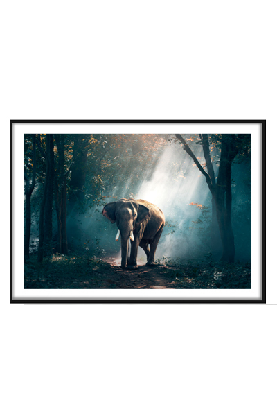 Постер Слон в лесу