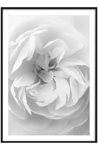 Постер Белая роза