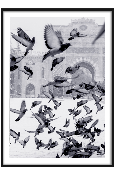 Постер Голуби