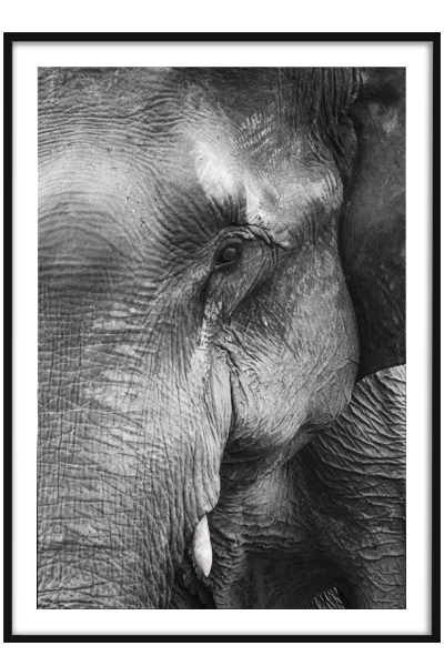 Постер Слон