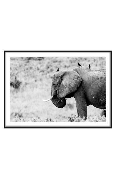 Постер Слон и птицы