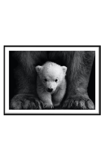 Постер  Белый медвежонок