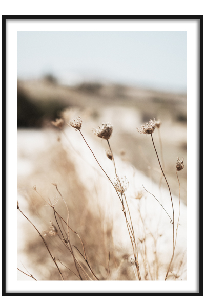 Постер ПРИБРЕЖНЫЕ СУХОЦВЕТЫ