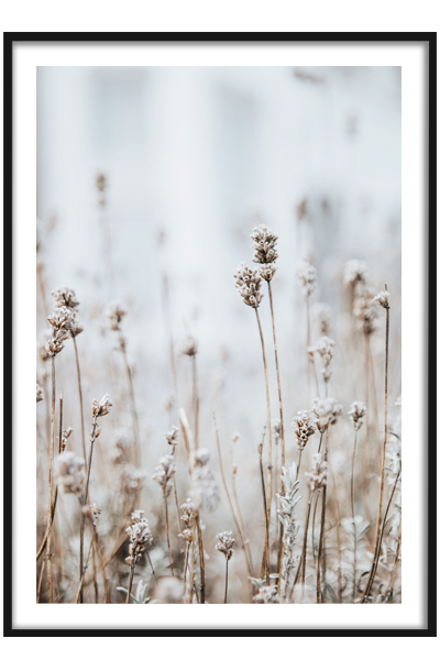 Постер  СУХОЦВЕТЫ