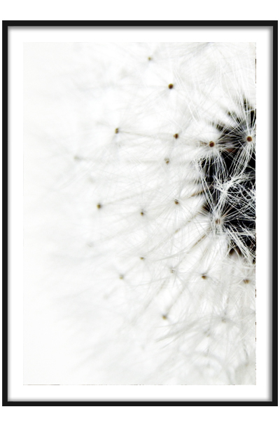 Постер  Пушистый одуванчик