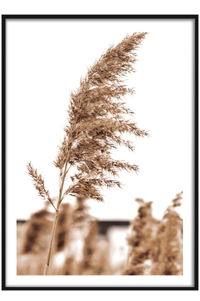 Постер  Пампасная трава
