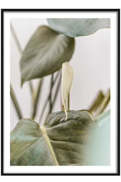 Постер  Антуриум