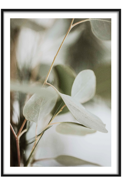 Постер  Ветка Эвкалипта