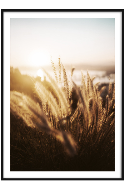 Постер  Закат в поле