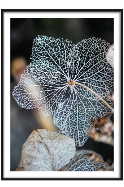 Постер  Гортензия