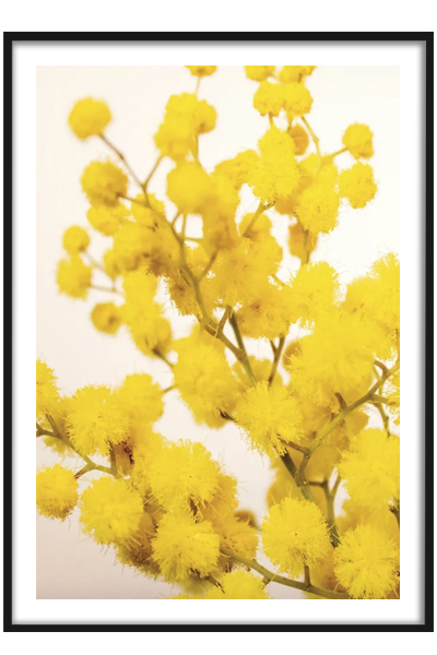Постер  Ветка мимозы