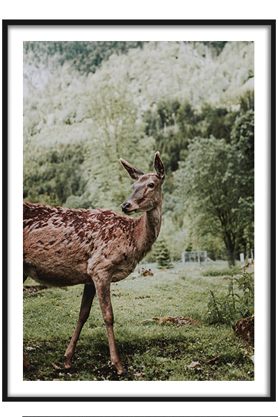 Постер  Косуля