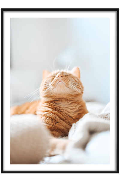 Постер  Котик