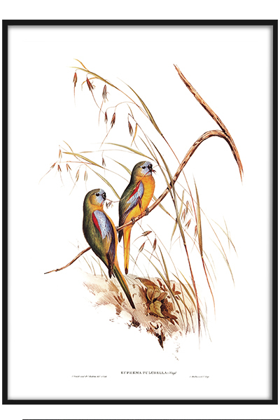 Постер  Попугайчики