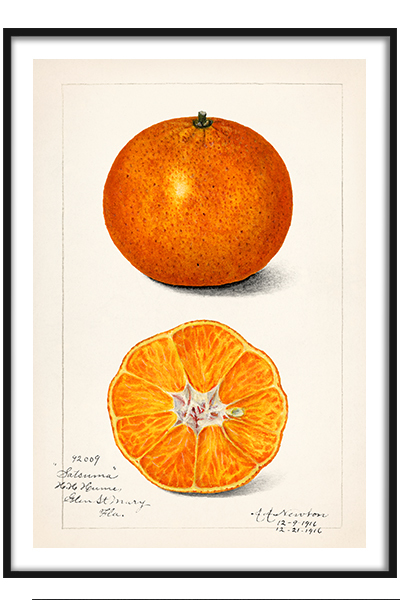 Постер Винтажный апельсин
