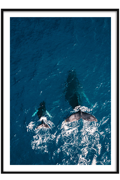 Постер Киты