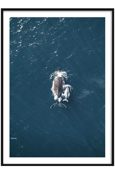 Постер Мама кит и малыш