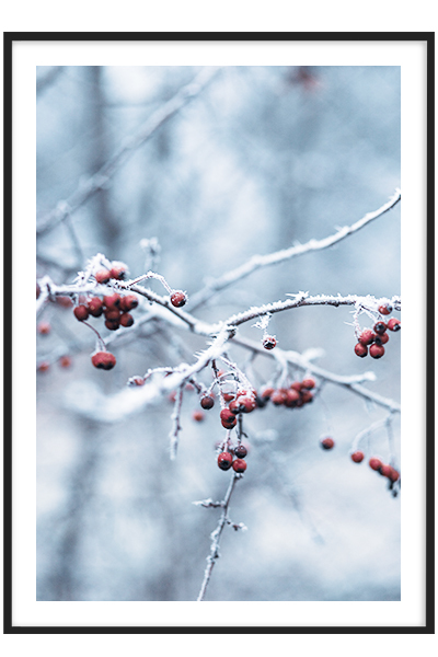 Постер Морозная рябина