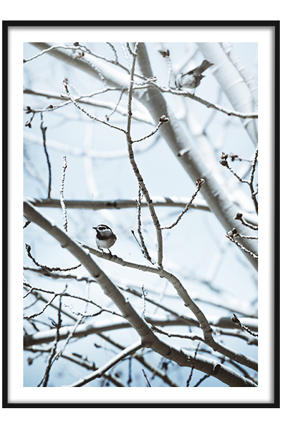 Постер Птичка на ветке