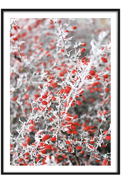 Постер Красные ягоды