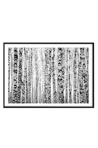 Постер Березовый лес #2