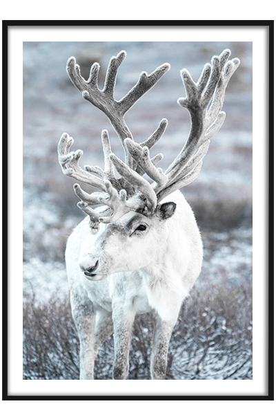 Постер  Северный олень