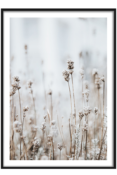 Постер Зимние сухоцветы