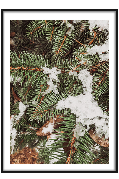 Постер  Еловая ветка в снегу
